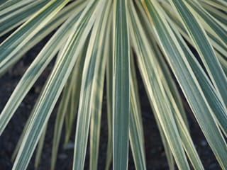 Close-up of Cordyline australis 'Albertii' (Tī Kōuka), showing long, sword-like green leaves with creamy-yellow margins radiating over dark soil.