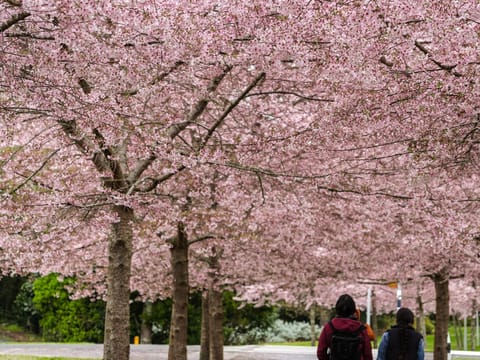Prunus x yedoensis 'Awanui'