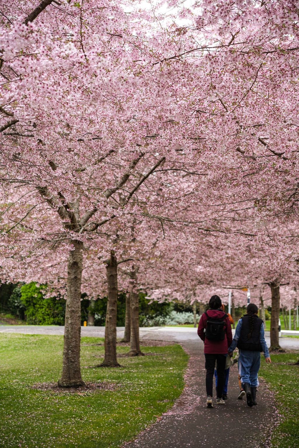 Prunus x yedoensis 'Awanui' (Yoshino Cherry) trees in full pink blossom lining a park path, with people walking beneath and fallen petals on the ground.