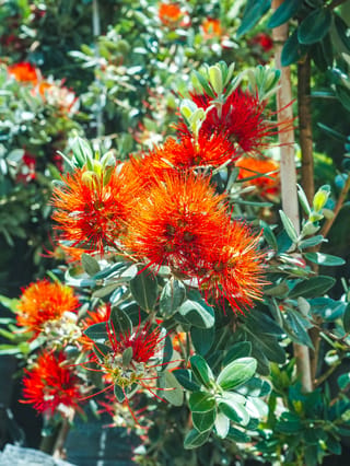 Metrosideros excelsa 'Long Bay' (Pōhutukawa) with clusters of fluffy orange-red flowers among rounded, dark green leaves, grown in a pot beside a bamboo stake.