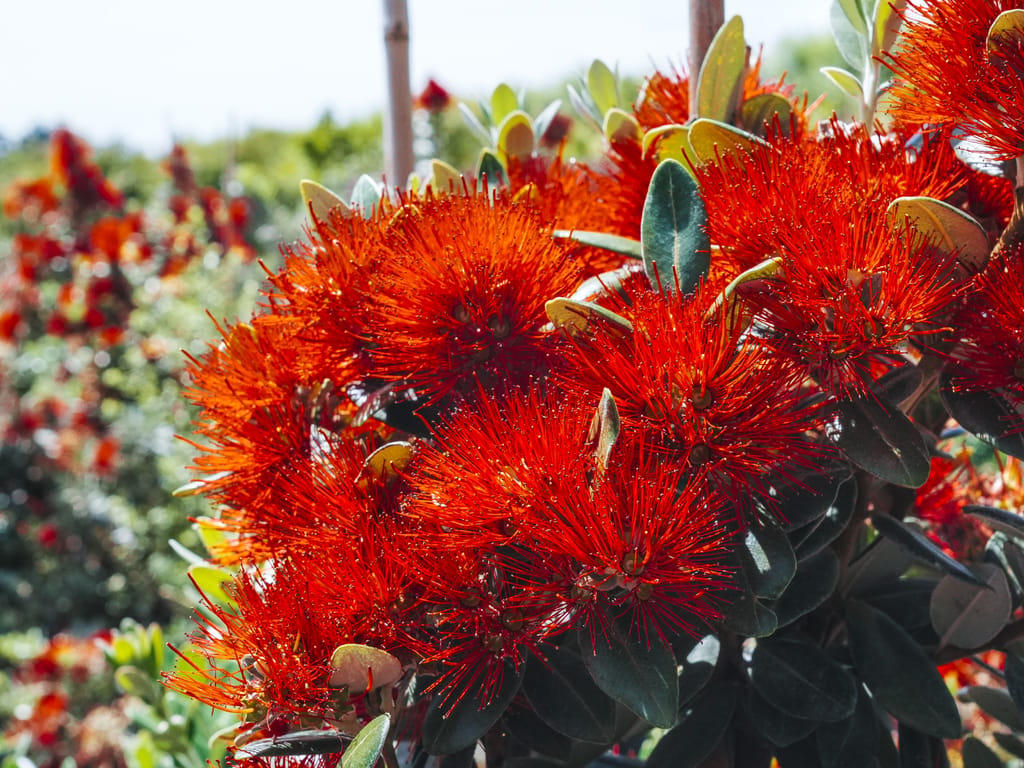 Metrosideros excelsa 'Long Bay' (pōhutukawa) with dense clusters of bright red-orange fluffy flowers among rounded dark green leaves, with more flowering plants behind.