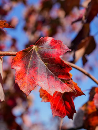 Close-up of an Acer rubrum 'Jeffersred' (Red Maple) leaf in autumn, glowing red and orange with visible veins, against a blurred blue sky.