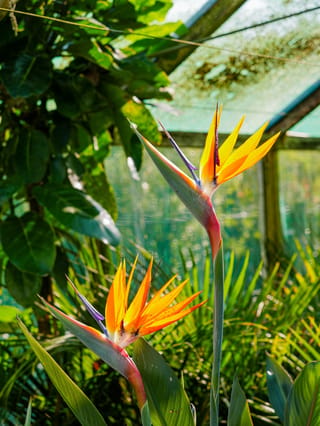 Strelitzia reginae (Bird of Paradise) with two orange and blue flowers on tall stems, set among green foliage inside a shadecloth-covered shelter.