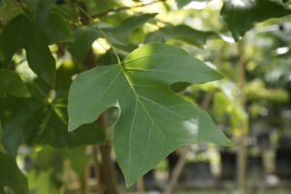 Liriodendron tulipifera (Tulip Tree) leaf in close-up, broad and green with pointed lobes and a notched side, against blurred foliage and stems.