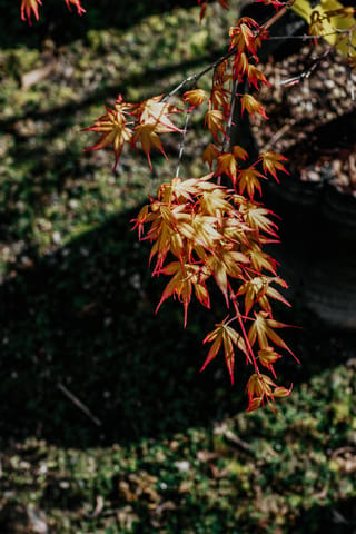 Acer palmatum 'Katsura' (Japanese Maple) branch with new spring leaves in yellow-orange, edged in red, hanging over a mossy, shaded ground.