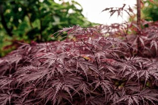 Acer palmatum var. dissectum 'Tamukeyama' (Japanese Maple), a mound of deep purple-red, finely dissected laceleaf foliage with green trees blurred behind.