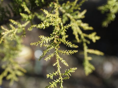 Dacrycarpus dacrydioides 'Woodburn'