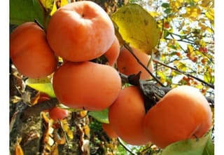 Diospyros kaki 'Fuyu' (Japanese Persimmon) with a cluster of ripe, squat orange fruit hanging from a branch among yellowing autumn leaves.