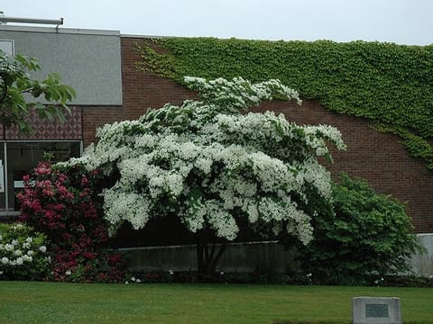Cornus kousa 'Elizabeth Lustgarten'