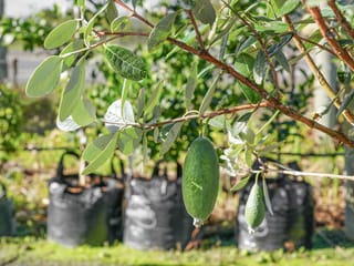 Feijoa sellowiana 'Apollo' (Feijoa) branch with green oval fruit hanging among grey-green leaves, with bagged nursery plants blurred behind.
