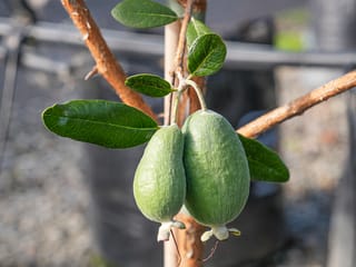 Two green Feijoa sellowiana 'Golden Goose' fruit hang from a young potted tree, surrounded by glossy dark green leaves and reddish-brown stems.