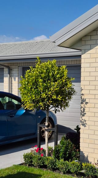 Ficus 'Tuffi' (Tuffy Fig) grown as a standard, with a rounded head of glossy light green foliage on a straight staked trunk beside a driveway.