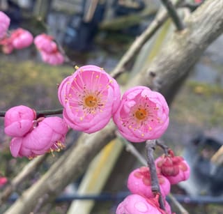 Prunus mume 'Peggy Clarke' (Japanese Apricot) with rose-pink double flowers and yellow stamens opening on bare grey branches, with buds nearby.