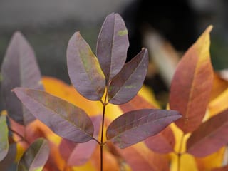 Fraxinus pennsylvanica 'Cimmzam' (Green Ash) pinnate leaves in autumn, with purple-bronze leaflets on a slender stem against orange and yellow foliage.