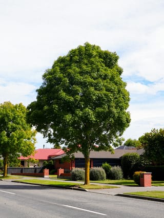 Fraxinus excelsior 'Green Glow' (European Ash) as a street tree, with a dense, upright oval canopy of green summer foliage beside a suburban footpath and brick-fronted houses.