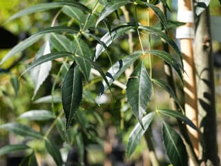 Fraxinus angustifolia subsp. oxycarpa 'Raywood' (Claret Ash) with dark green, serrated compound leaves on slender stems, beside a staked young trunk in a nursery.