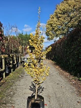 Ginkgo biloba 'Fastigiata' (Ginkgo), a slim upright young tree with yellow autumn foliage, growing in a black planter bag on a gravel nursery path.