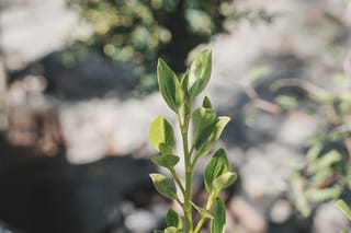 Griselinia littoralis 'Gecko Green' (kāpuka) shoot tip with glossy, light green oval leaves on an upright green stem, against a blurred outdoor background.