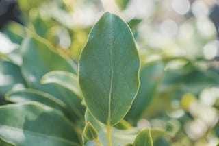 Close-up of a Griselinia littoralis 'Gecko Green' (kāpuka) leaf, oval and leathery with a pale central vein, against softly blurred green foliage.