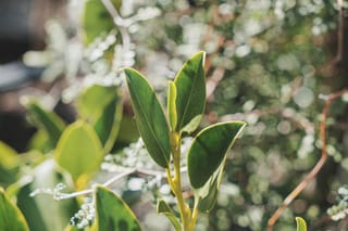 Griselinia littoralis 'Gecko Green' (kāpuka), close-up of glossy green oval leaves on a yellow-green stem, with softly blurred foliage in sunlight behind.