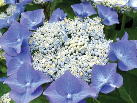 Hydrangea macrophylla 'Nightingale'