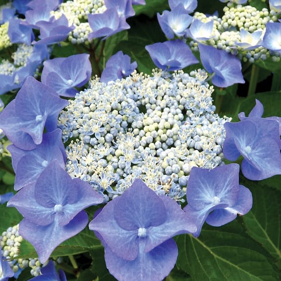 Hydrangea macrophylla 'Nightingale' (Big Leaf Hydrangea) lacecap flower head, with blue petalled florets ringing a central cluster of tiny buds above green leaves.