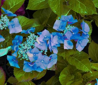 Hydrangea macrophylla 'Nightingale' (Big Leaf Hydrangea) lacecap flower heads with blue petals around tiny buds, surrounded by green serrated leaves.