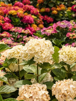 Hydrangea macrophylla 'Agnes Pavelli' (Big Leaf Hydrangea) with rounded creamy-white mophead flowers and green leaves, with pink and magenta hydrangeas blurred behind.