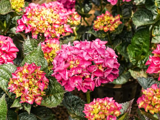 Hydrangea macrophylla 'Bloody Marvellous' (Big Leaf Hydrangea) with pink mophead flowers flushed yellow-green at the centres, among dark green serrated leaves.