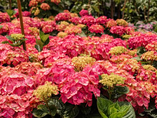 Hydrangea macrophylla 'Brilliant' (Big Leaf Hydrangea) with dense pink-red mophead flowerheads, some with green buds, above dark green serrated leaves.