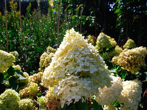 Hydrangea paniculata 'Limelight'