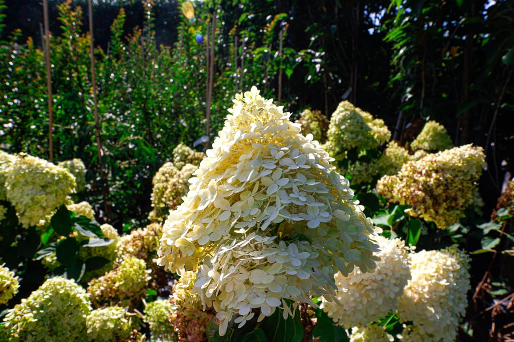 Hydrangea paniculata 'Limelight' (Panicle Hydrangea) with a large cone-shaped cream-green flowerhead in sunlight, surrounded by more flowerheads and staked plants.