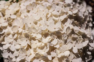 Close-up of Hydrangea paniculata 'Limelight' (Panicle Hydrangea) flowerhead, showing densely packed creamy-white four-petalled florets with small pinkish centres in strong sunlight.