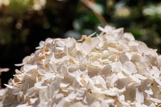 Close-up of a creamy white Hydrangea paniculata 'Limelight' (Panicle Hydrangea) flowerhead, with overlapping petal-like bracts, some browning at the edges, against dark green foliage.