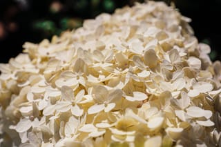 Close-up of a Hydrangea paniculata 'Limelight' (Panicle Hydrangea) flowerhead, with creamy white four-petalled florets packed tightly against a dark background.