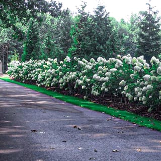 Hydrangea paniculata 'Limelight' (Panicle Hydrangea) forming a long hedge of pale green-white conical flowerheads beside a sealed driveway, with mulch and a grass edge.