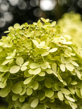 Close-up of a Hydrangea paniculata 'Limelight' (Panicle Hydrangea) flowerhead, with small lime-green four-petalled florets and tiny unopened buds against a blurred dark background.
