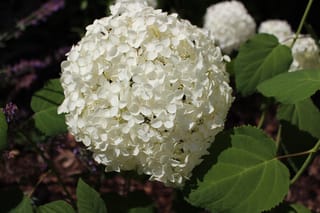 Hydrangea arborescens 'Annabelle' (Smooth Hydrangea) with a large, round creamy-white flowerhead, surrounded by broad green toothed leaves and more blooms behind.