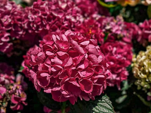 Hydrangea macrophylla 'Bloody Marvellous'