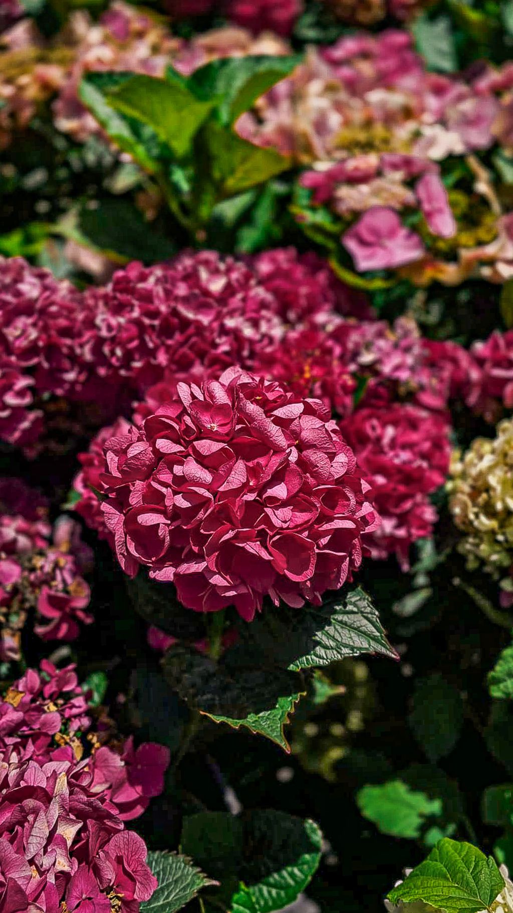 Hydrangea macrophylla 'Bloody Marvellous' (Big Leaf Hydrangea) with a deep pink-red mophead flower in focus, surrounded by dark green leaves and more blooms.