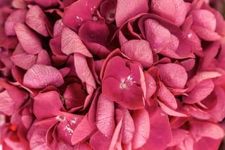 Close-up of Hydrangea macrophylla 'Bloody Marvellous' (Big Leaf Hydrangea), showing a mophead of overlapping deep pink-red petal-like sepals with small central florets.