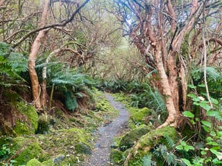 Fuchsia excorticata (kōtukutuku) trees with twisted, peeling orange-brown trunks arching over a narrow bush track lined with ferns and moss.