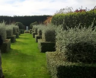 Teucrium fruticans (Bush Germander) shrubs clipped into silvery-grey blocks along a mown grass path in a garden, with a hedge behind.