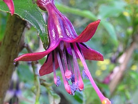 Fuchsia excorticata