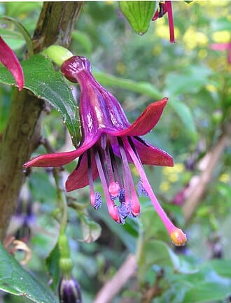 Fuchsia excorticata (kōtukutuku) flower hanging from a branch, with a purple tube, red-tipped sepals, long pink stamens and blue pollen among green leaves.