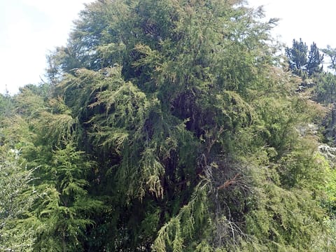Kunzea ericoides