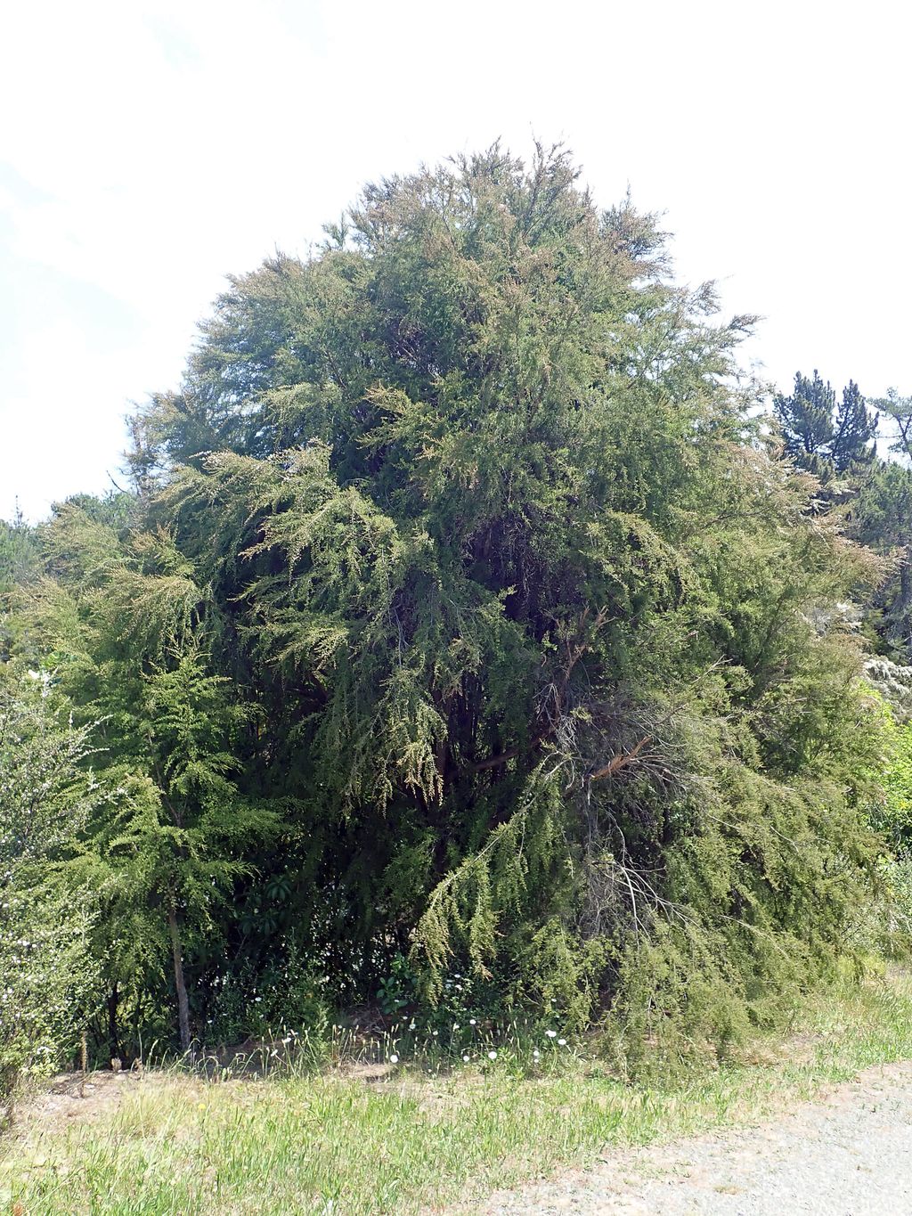 Kunzea ericoides (kānuka) tree with a dense, rounded crown of fine green foliage and drooping branches, growing beside a grassy roadside verge.