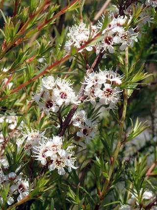 Kunzea ericoides (kānuka) branch with clusters of small white flowers with dark red centres, among narrow green leaves and reddish stems.