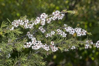 Kunzea ericoides (kānuka) branches with clusters of small white flowers with dark centres among fine, needle-like green foliage.