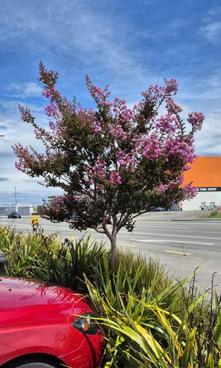 Lagerstroemia indica 'De'Puard' (Crepe Myrtle), a small single-trunk tree with clusters of pink flowers, growing in a roadside garden bed among strappy-leaved plants.